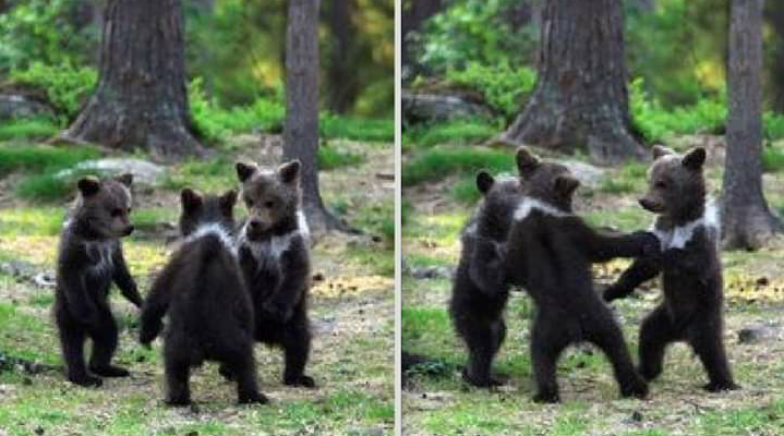 Inquietan imágenes de tres ositos “bailando” en un bosque de Finlandia