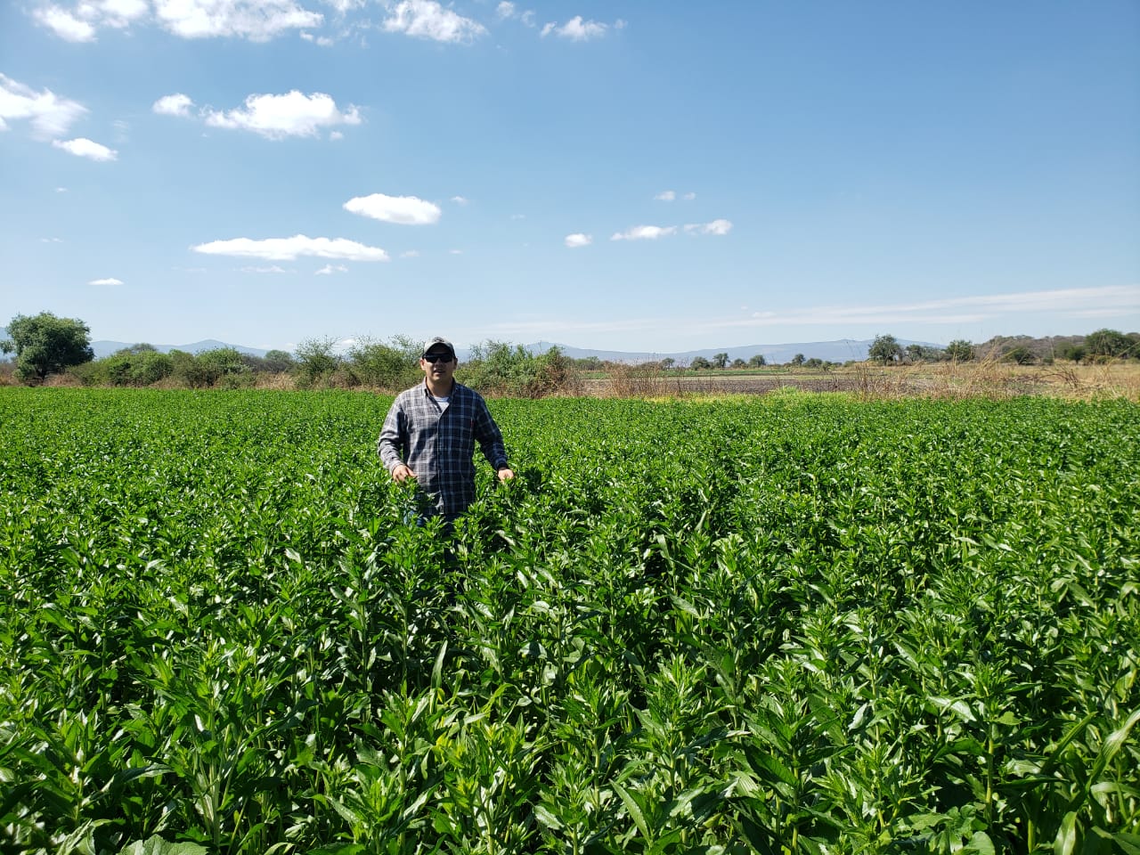 Impactan resultados de Agricultura Sustentable en cultivo de cártamo