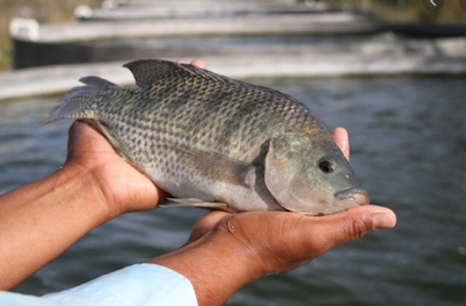 Aporta Churumuco más de 7 mil toneladas de pescado: Compesca