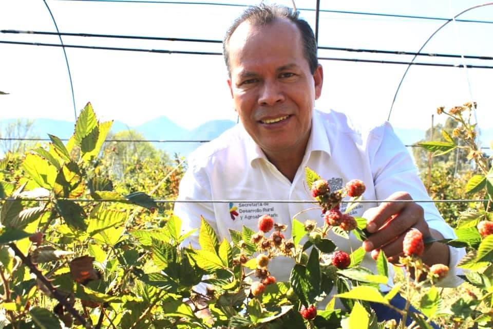 Creció 142 por ciento, producción de zarzamora en Michoacán: Sedrua