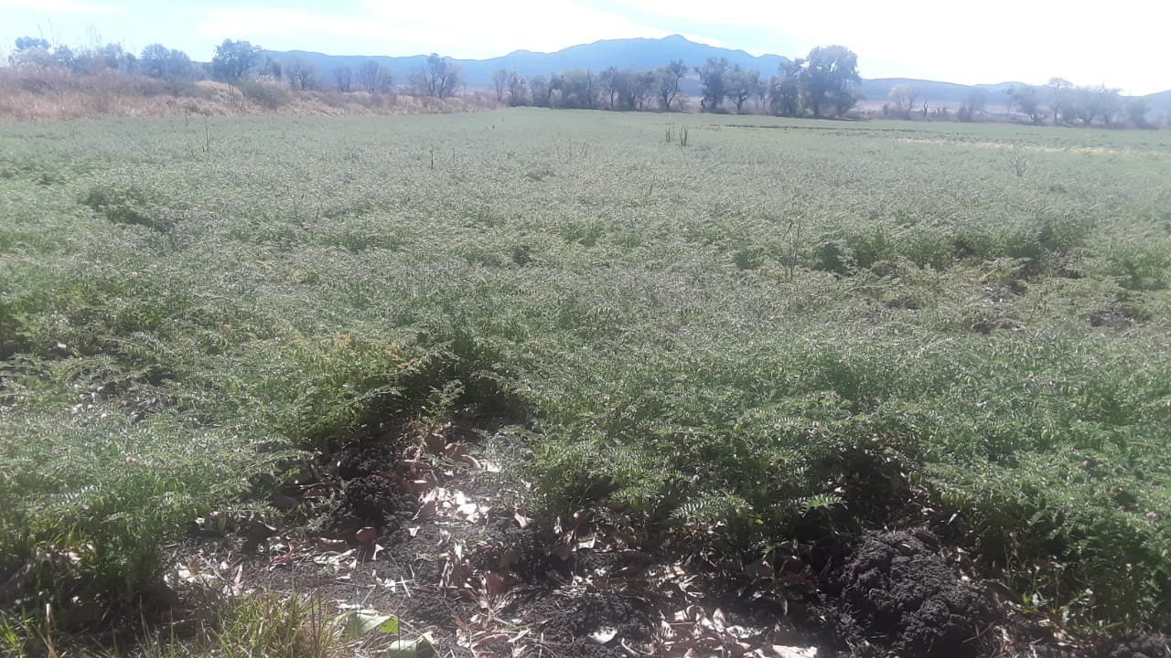 Cultivo de garbanzo logró altura histórica con Agricultura Sustentable