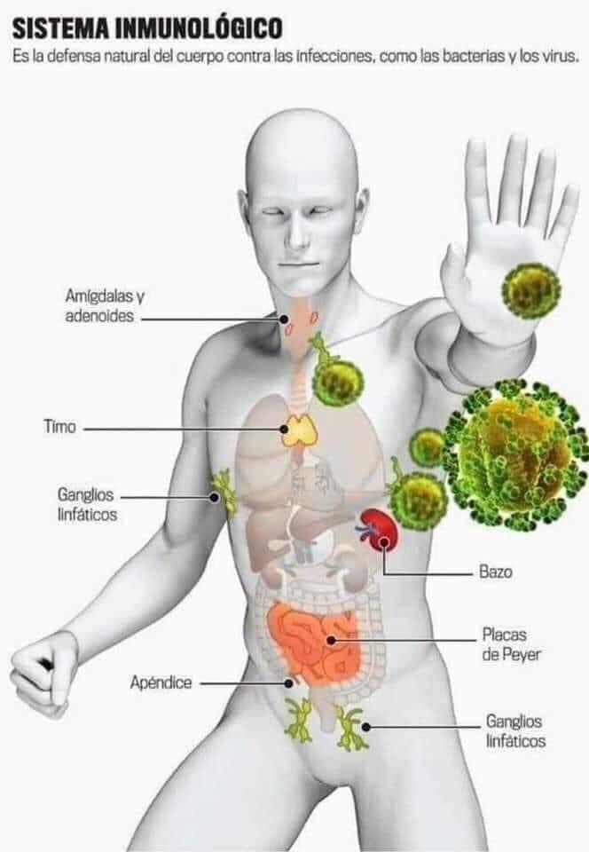 Funcionamiento del sistema INMUNOLOGICO
