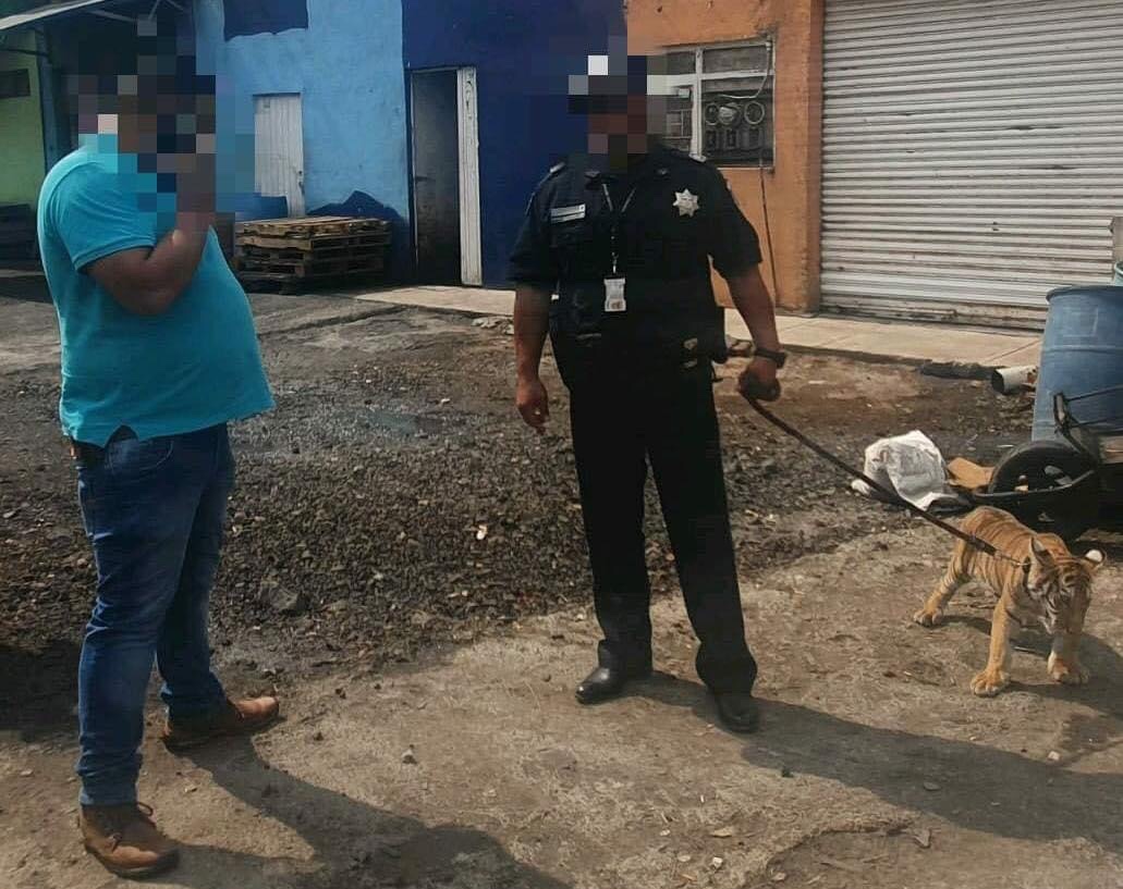 Aseguran un tigre de bengala, a una persona que lo transportaba.