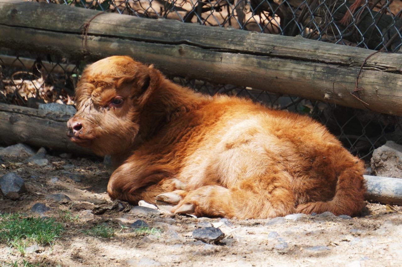 Búfalo escocés, nuevo integrante del Zoológico de Morelia.