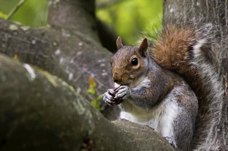 DETECTAN CASO DE ARDILLA CON PESTE BUBÓNICA