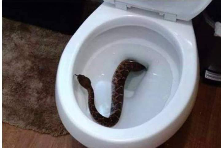 SERPIENTE SALE DEL INODORO Y ATACA A UNA PERSONA