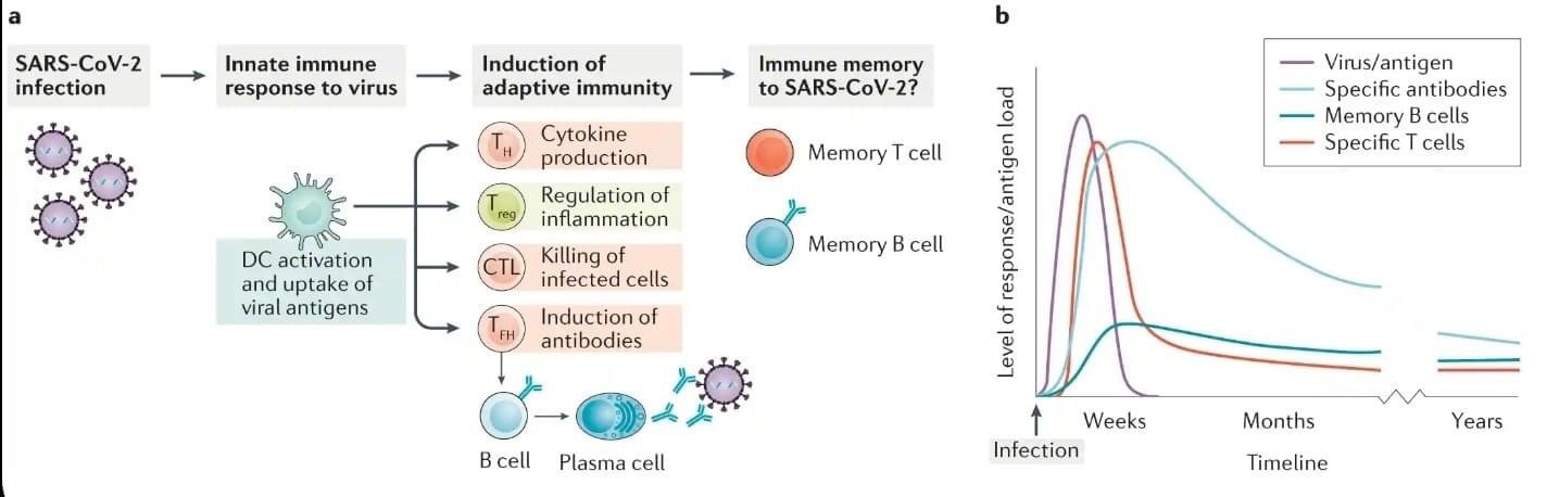 Cuanto tiempo dura la inmunidad después de la enfermedad COVID-19?
