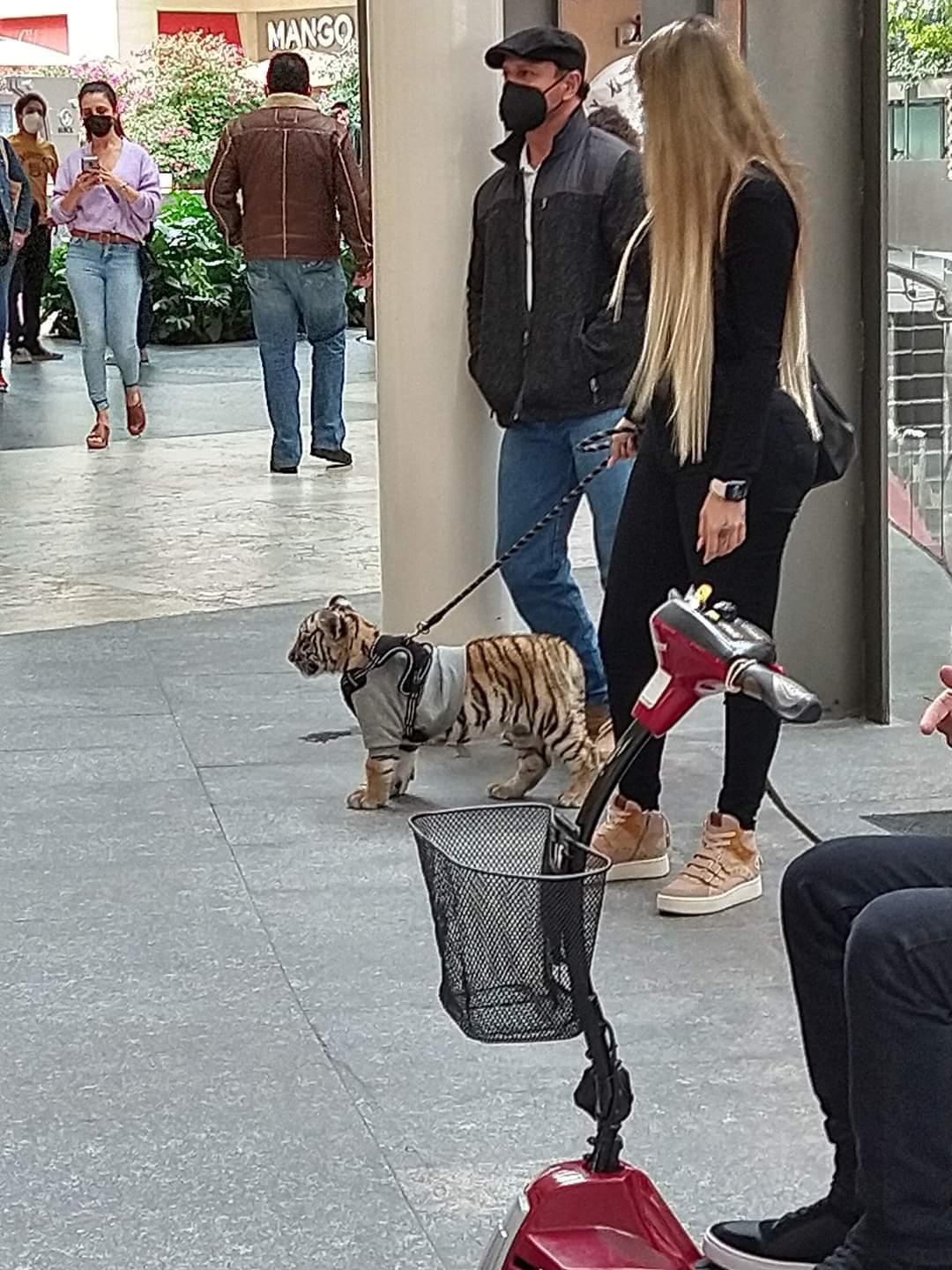 SORPRENDE MUJER PASEANDO UN TIGRE EN ANTARA