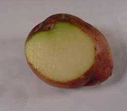 Segun un nuevo estudio, la parte verde de la papa es tóxica, no te la comas.