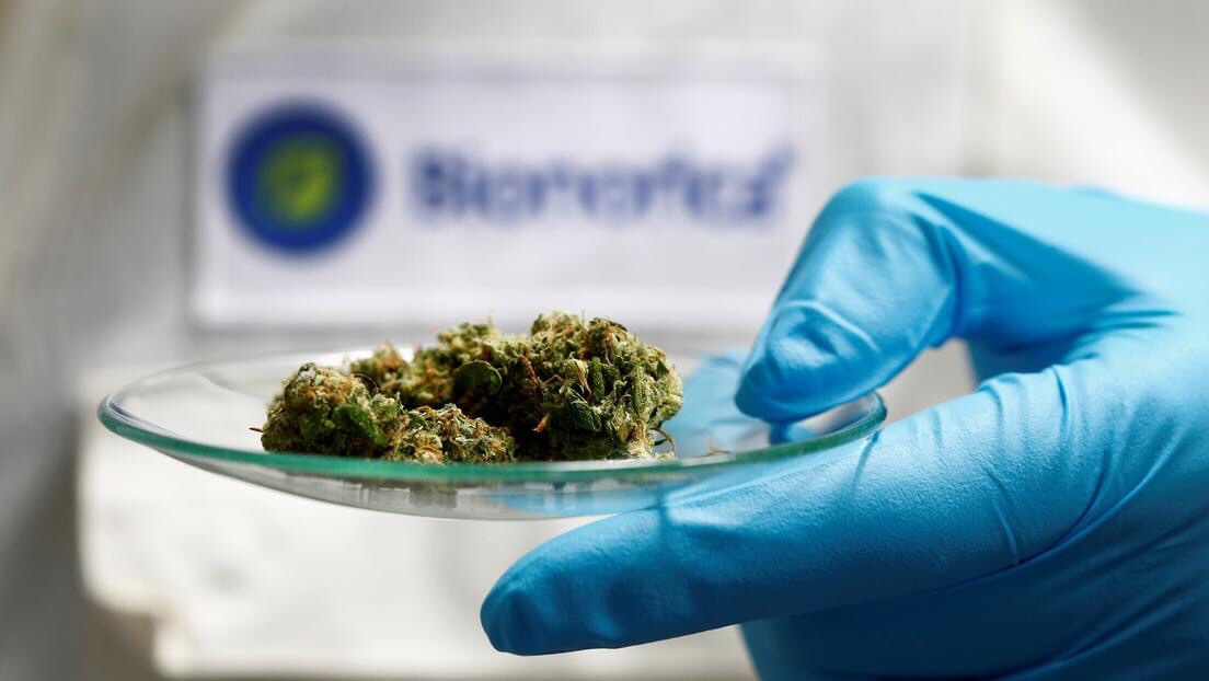 La OMS aprueba un protocolo para investigar medicamentos a base de plantas para el covid-19 en África.