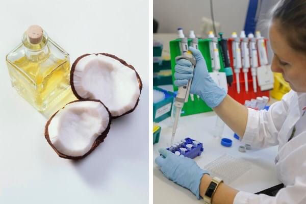 CIENTÍFICOS DE FILIPINAS ASEGURAN QUE EL ACEITE DE COCO ELIMINA EL CORONAVIRUS