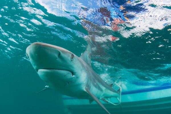 TIBURONES EN PELIGRO A CAUSA DE LA VACUNA CONTRA EL COVID-19