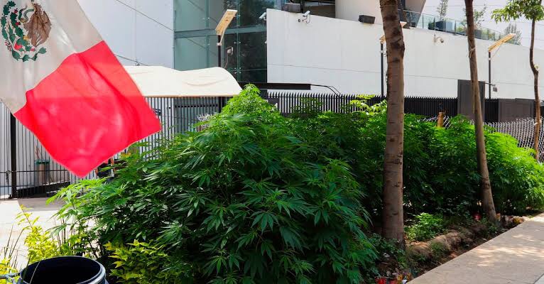 ¡Ya es legal la ‘mota’ en México! Senadores aprobaron el uso lúdico