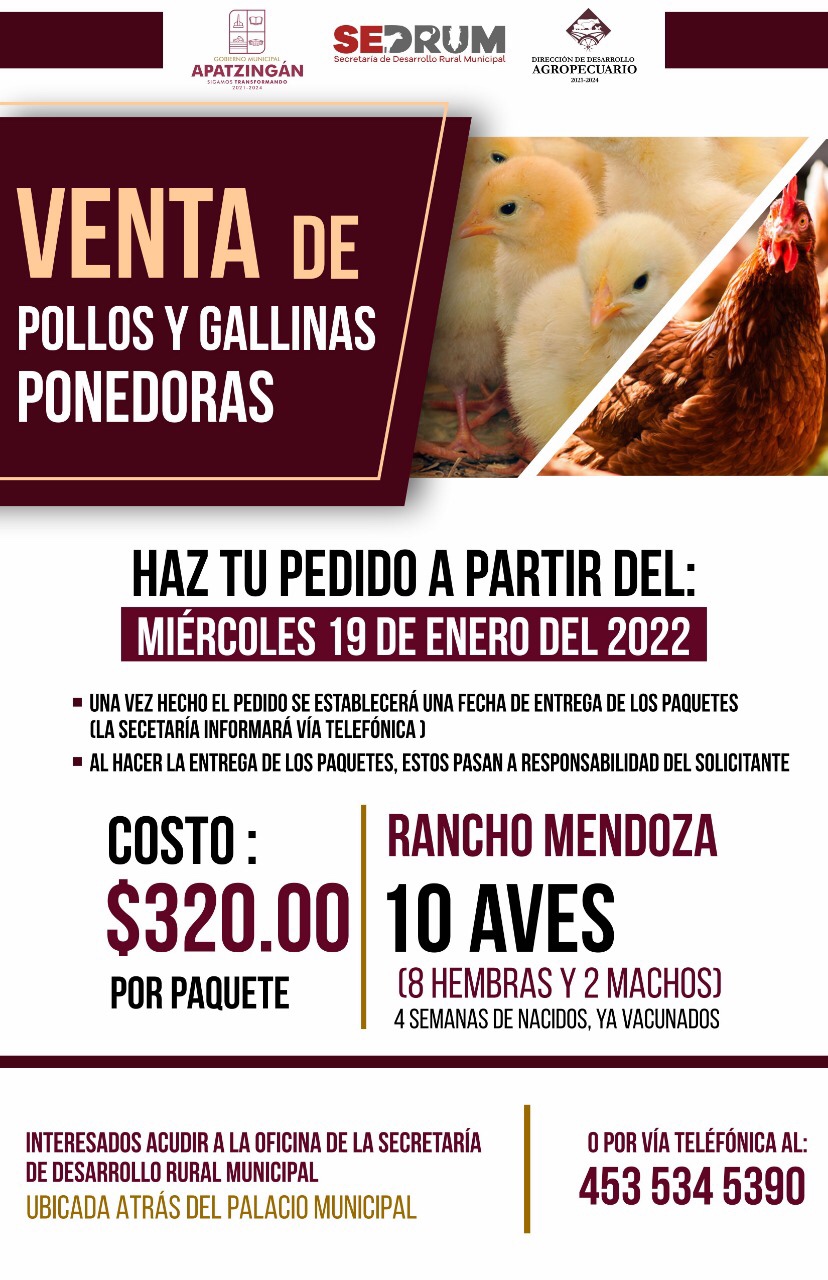 Disponibles paquetes de pollos y gallinas ponedoras.