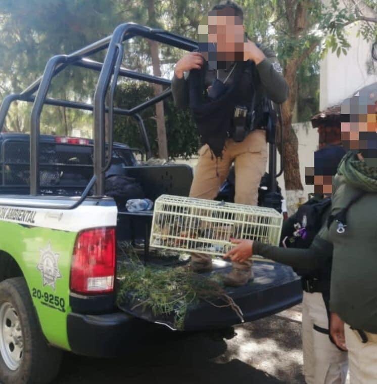 En Zinapécuaro, División Ambiental de la SSP rescata 77 aves silvestres