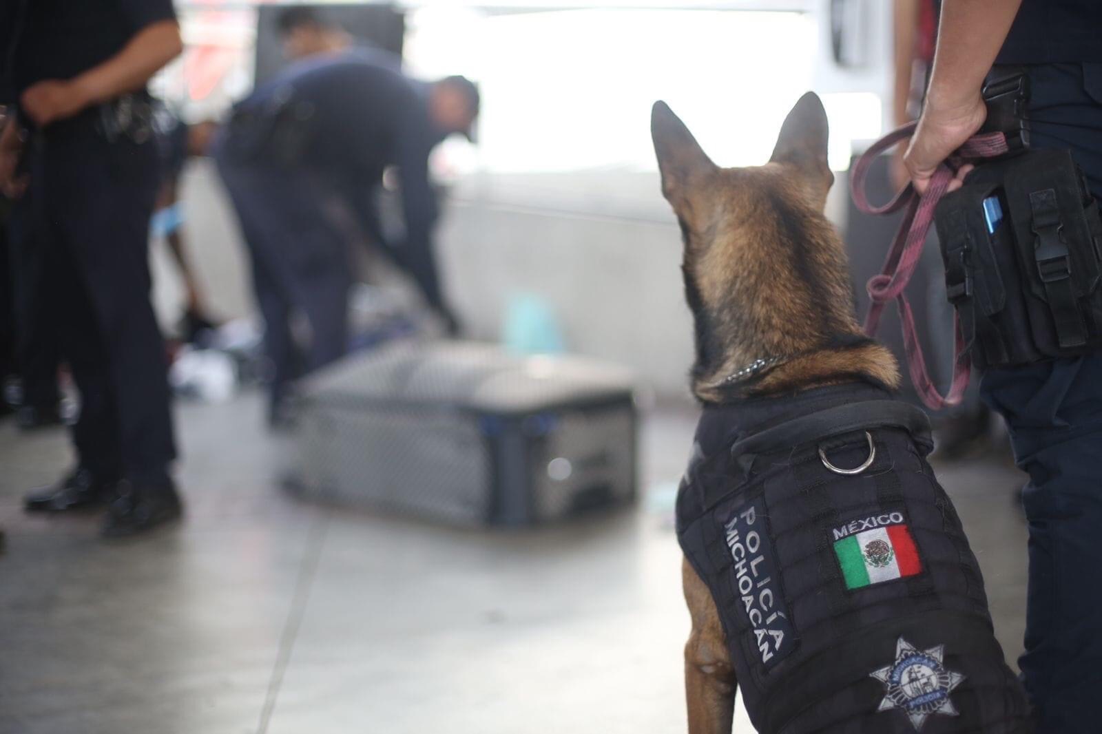 SSP y Policía local implementan barrido en Terminal de Autobuses de Morelia para detección de armas y drogas